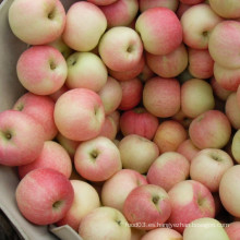 Selección de la calidad de la gala roja fresca de Apple